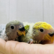 彩り豊かに〜💛💚❤️コザクラインコ（ブルーチェリーオパーリン・タイガーチェリーオパーリン）