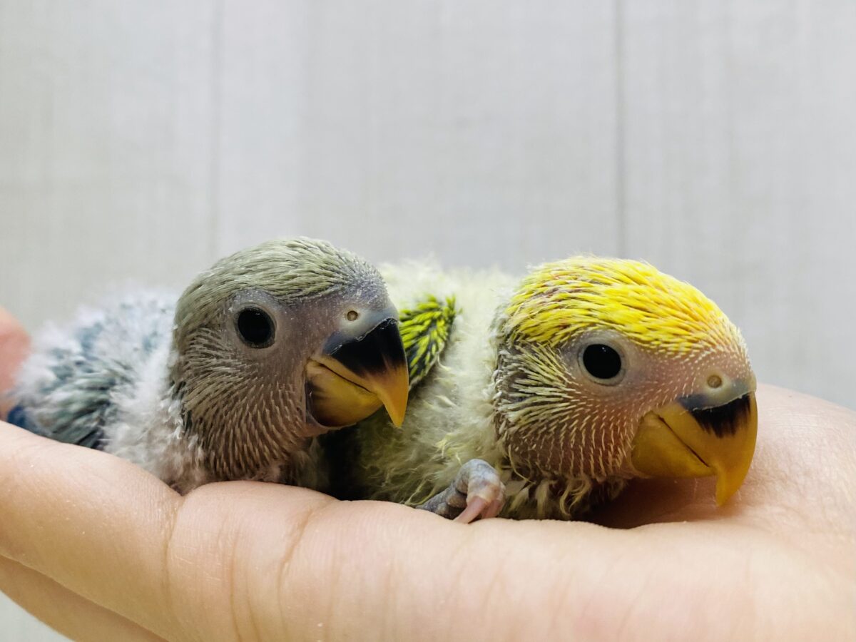 彩り豊かに〜💛💚❤️コザクラインコ（ブルーチェリーオパーリン・タイガーチェリーオパーリン）