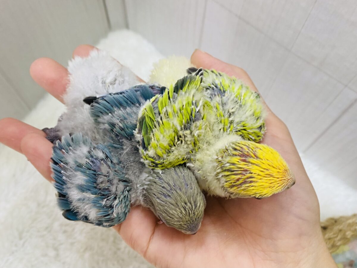 コザクラインコ（小桜インコ）