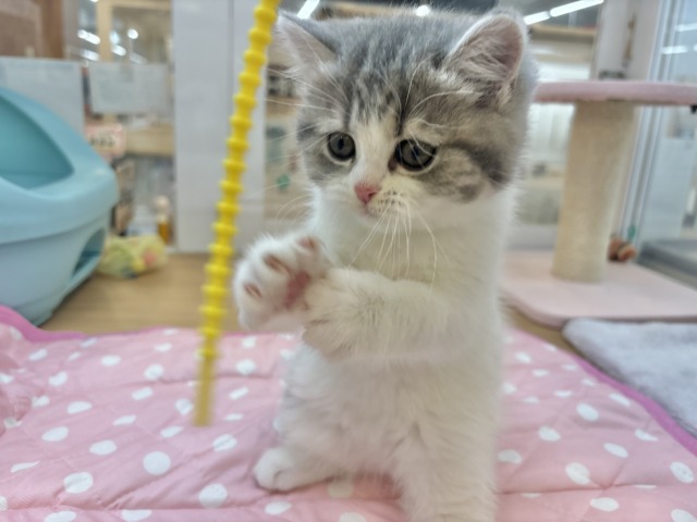 フォールデックス