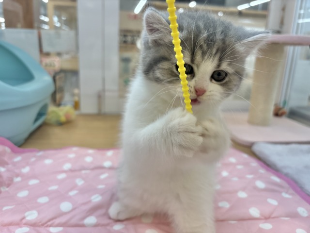 フォールデックス