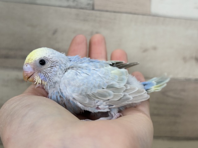 【最新画像更新🪄】透明感たっぷり🫧淡々パステルちゃん🐣🩵セキセイインコ(パステルレインボー) ヒナ セキセイインコ