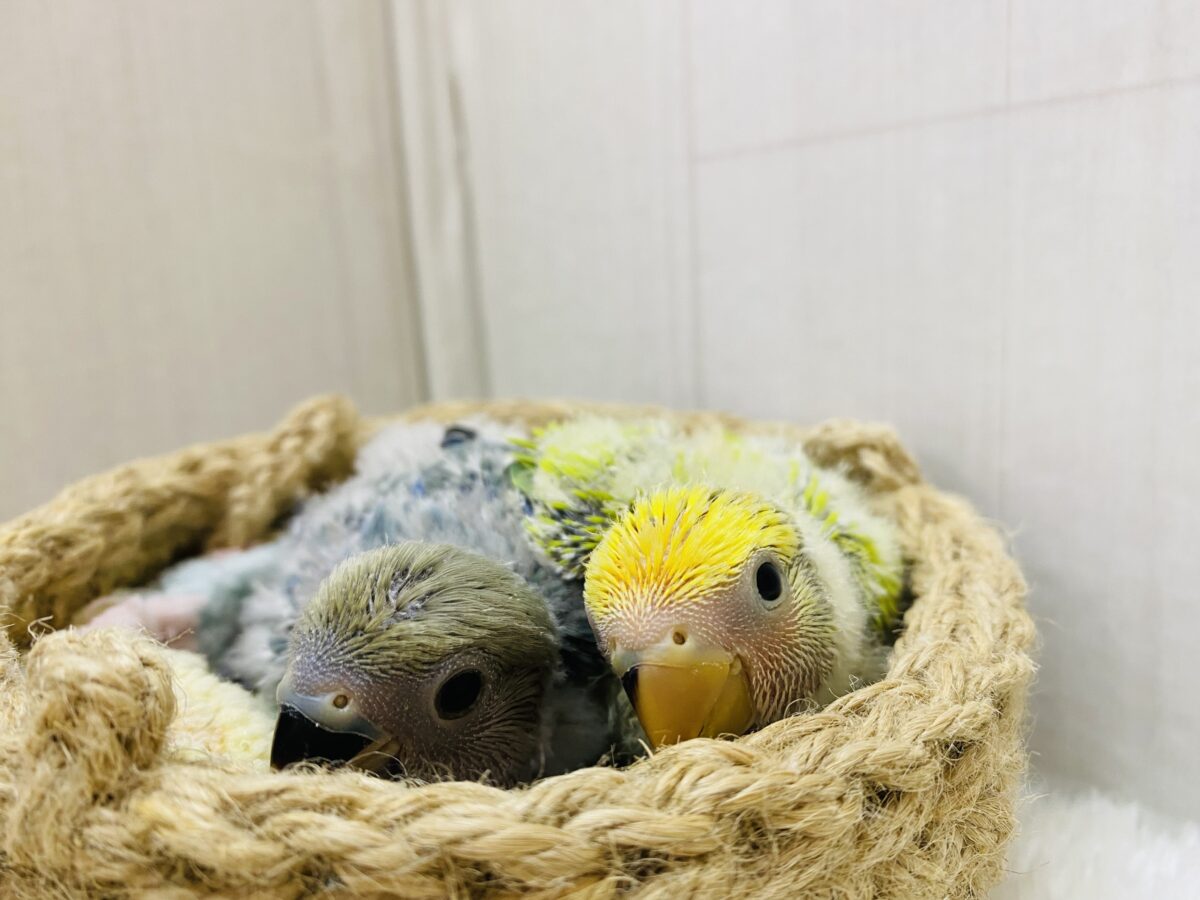 コザクラインコ（小桜インコ）