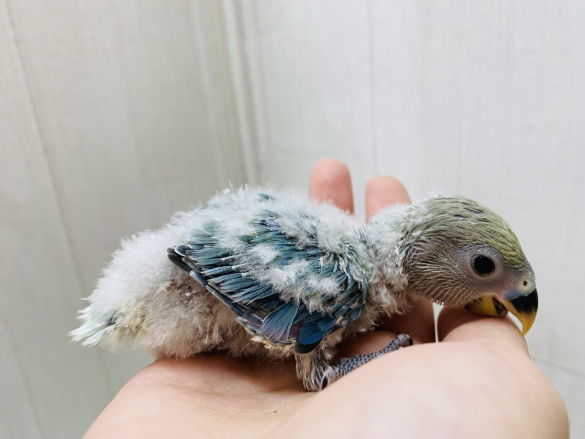 コザクラインコ（小桜インコ）