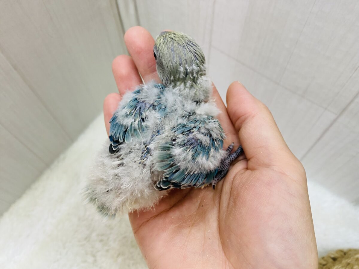 コザクラインコ（小桜インコ）