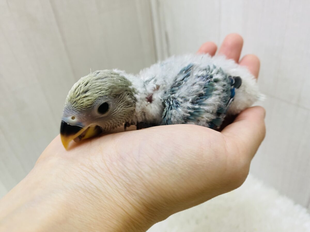 コザクラインコ（小桜インコ）