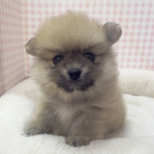 たぬきさんみたいなポメくん🍃