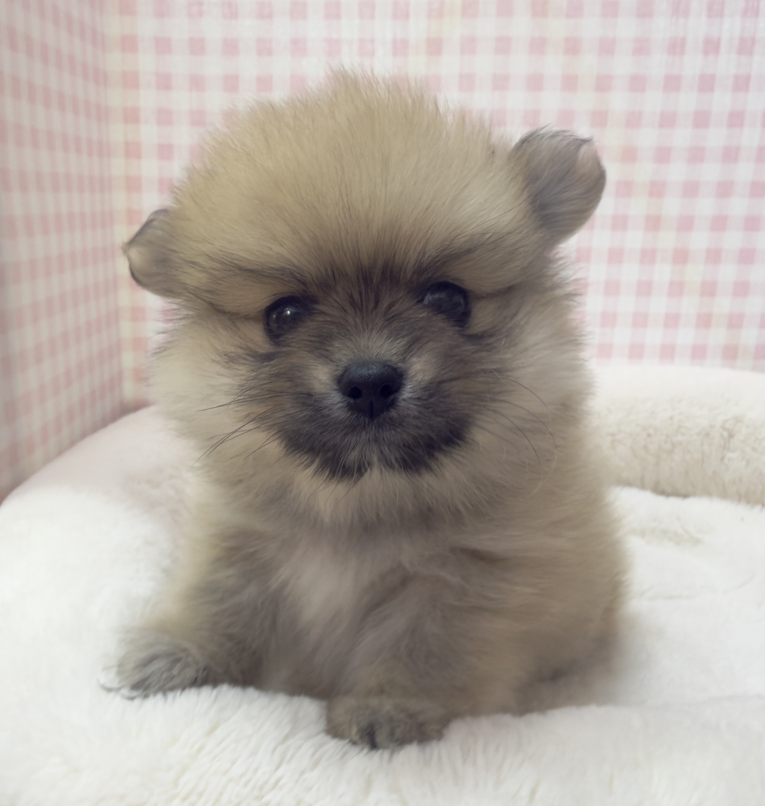 たぬきさんみたいなポメくん🍃