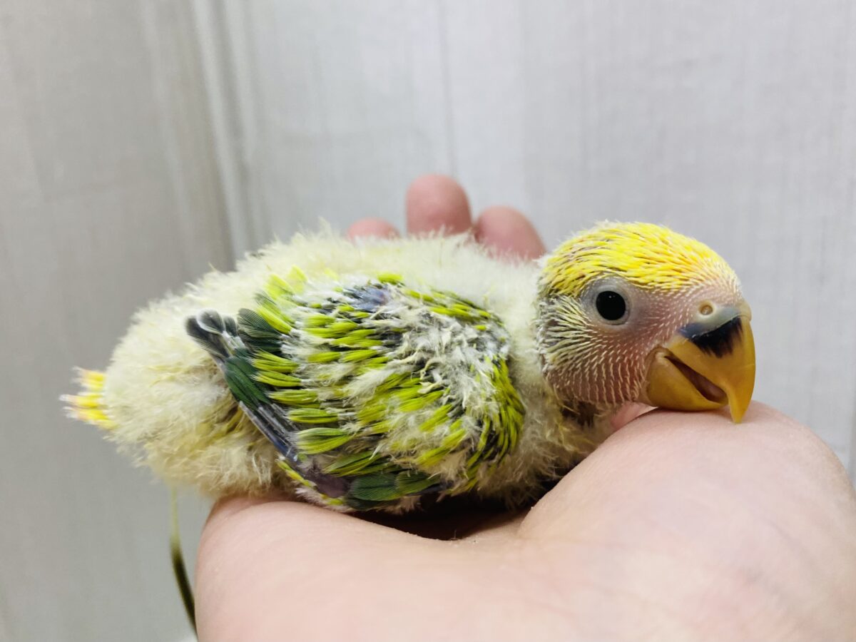 コザクラインコ（小桜インコ）