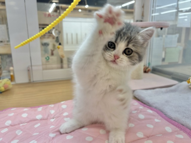 フォールデックス