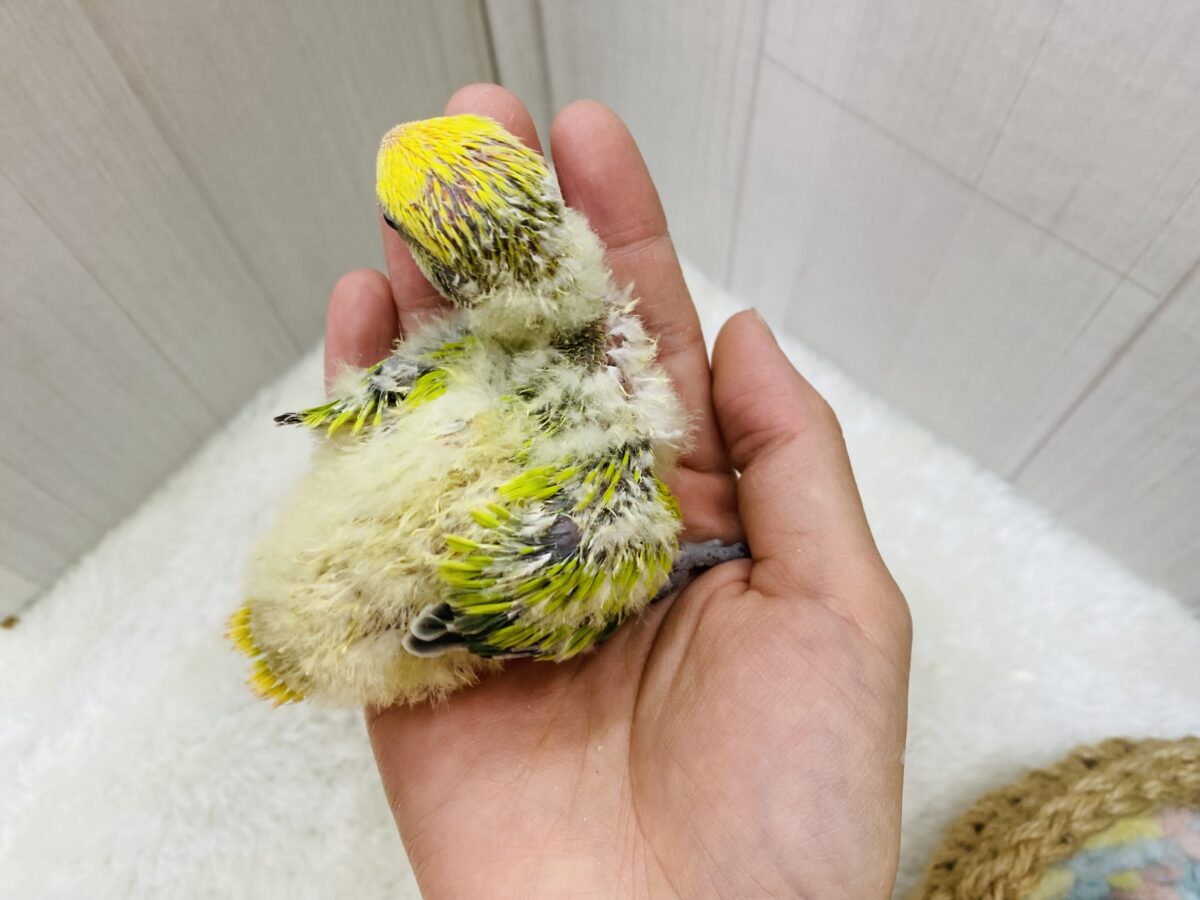 コザクラインコ（小桜インコ）