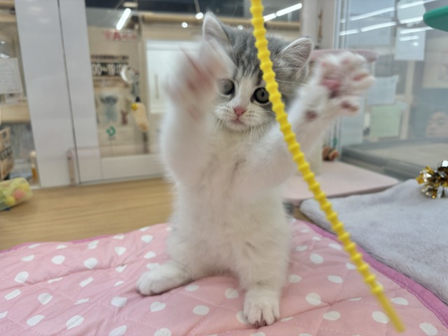 フォールデックス