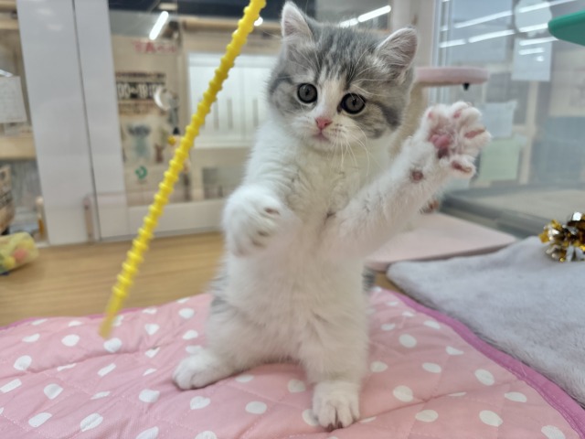 フォールデックス