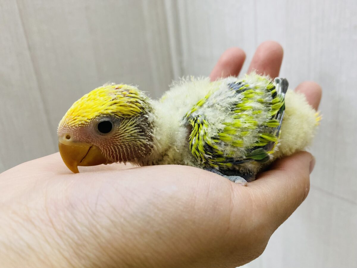 コザクラインコ（小桜インコ）