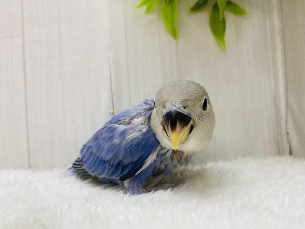 コザクラインコ（小桜インコ）