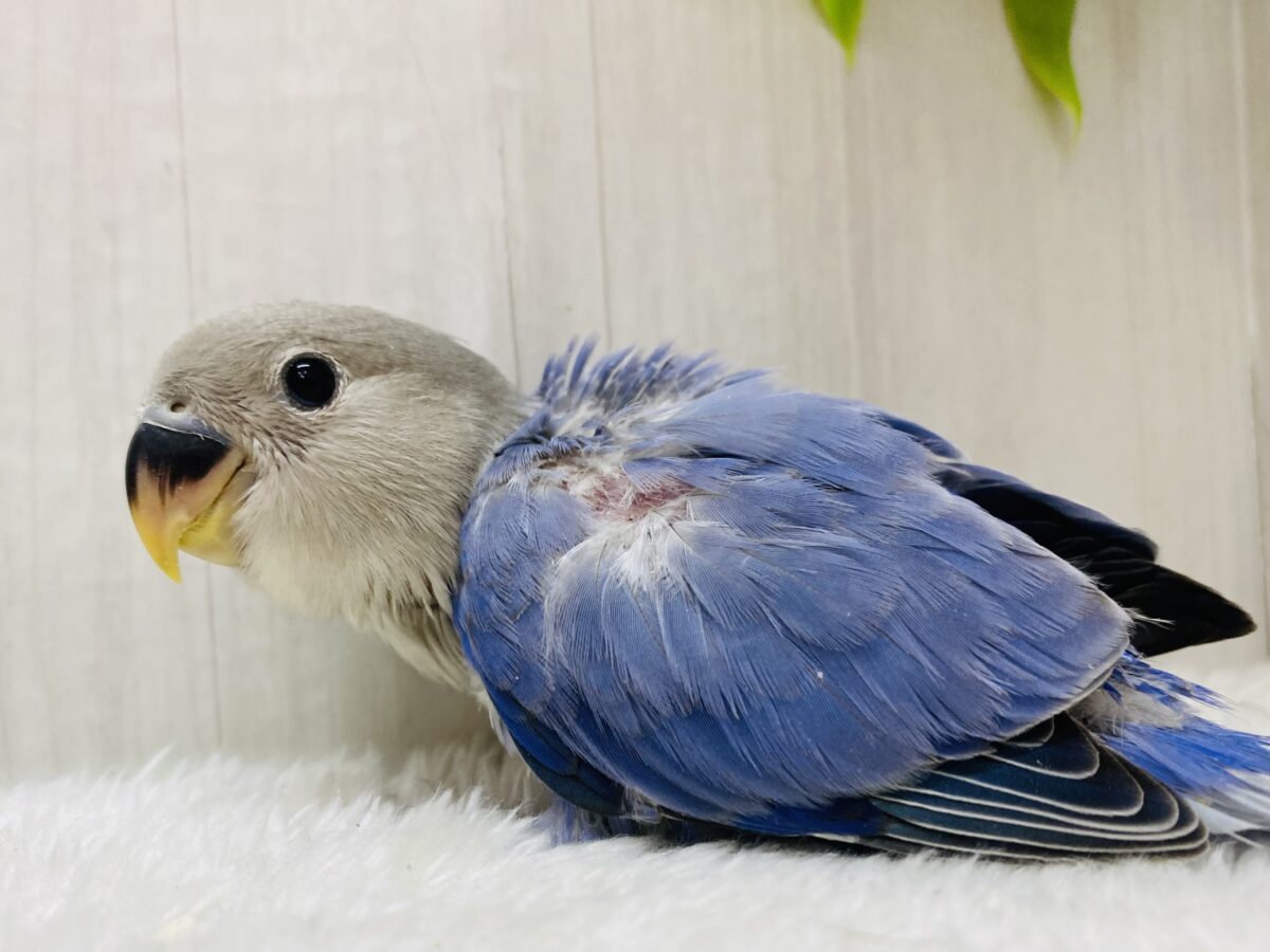 お上品✨いいとこ取りのカラーなんです💕コザクラインコ(ダークブルーバイオレットオパーリン)