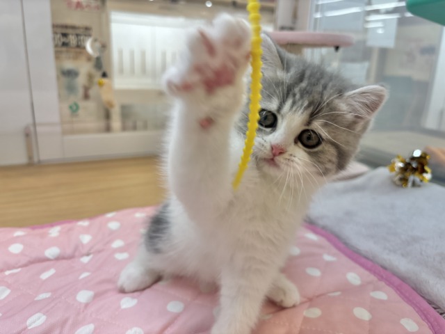 フォールデックス