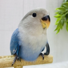 パタっと弾けるソーダちゃん🩵コザクラインコのブルーチェリーオパーリン🔆