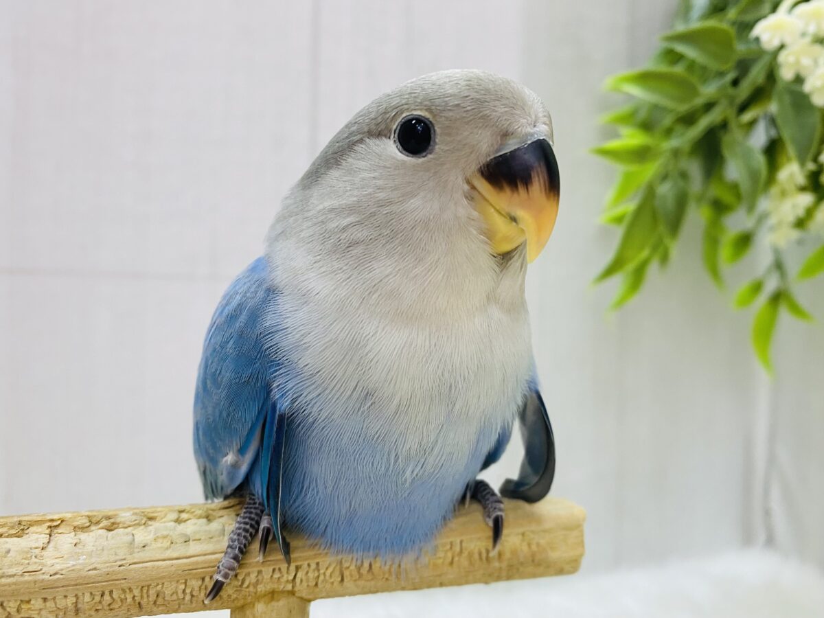 パタっと弾けるソーダちゃん🩵コザクラインコのブルーチェリーオパーリン🔆
