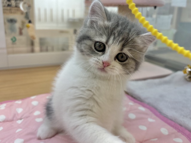 フォールデックス