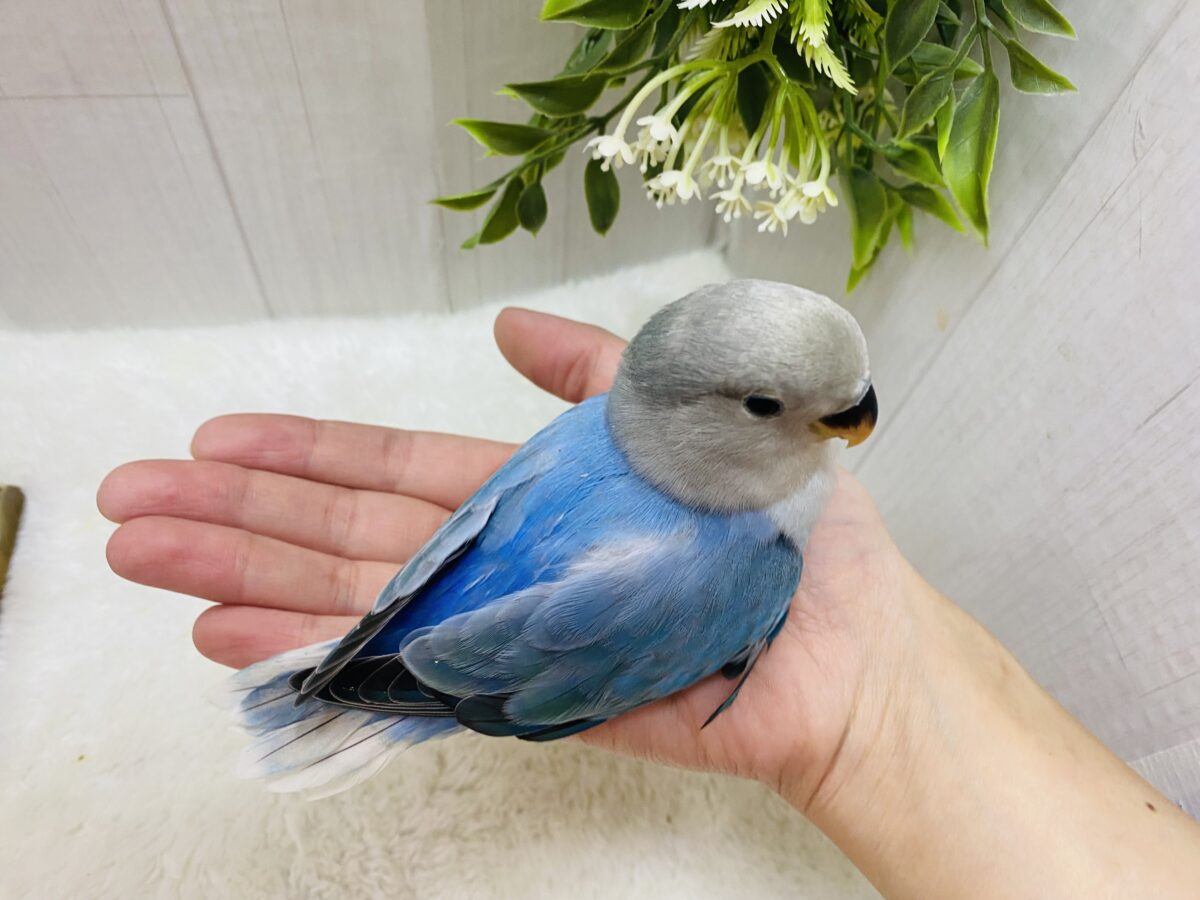 コザクラインコ（小桜インコ）