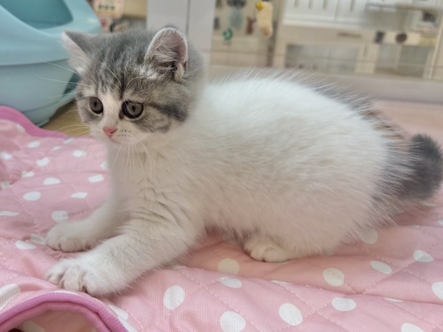 フォールデックス