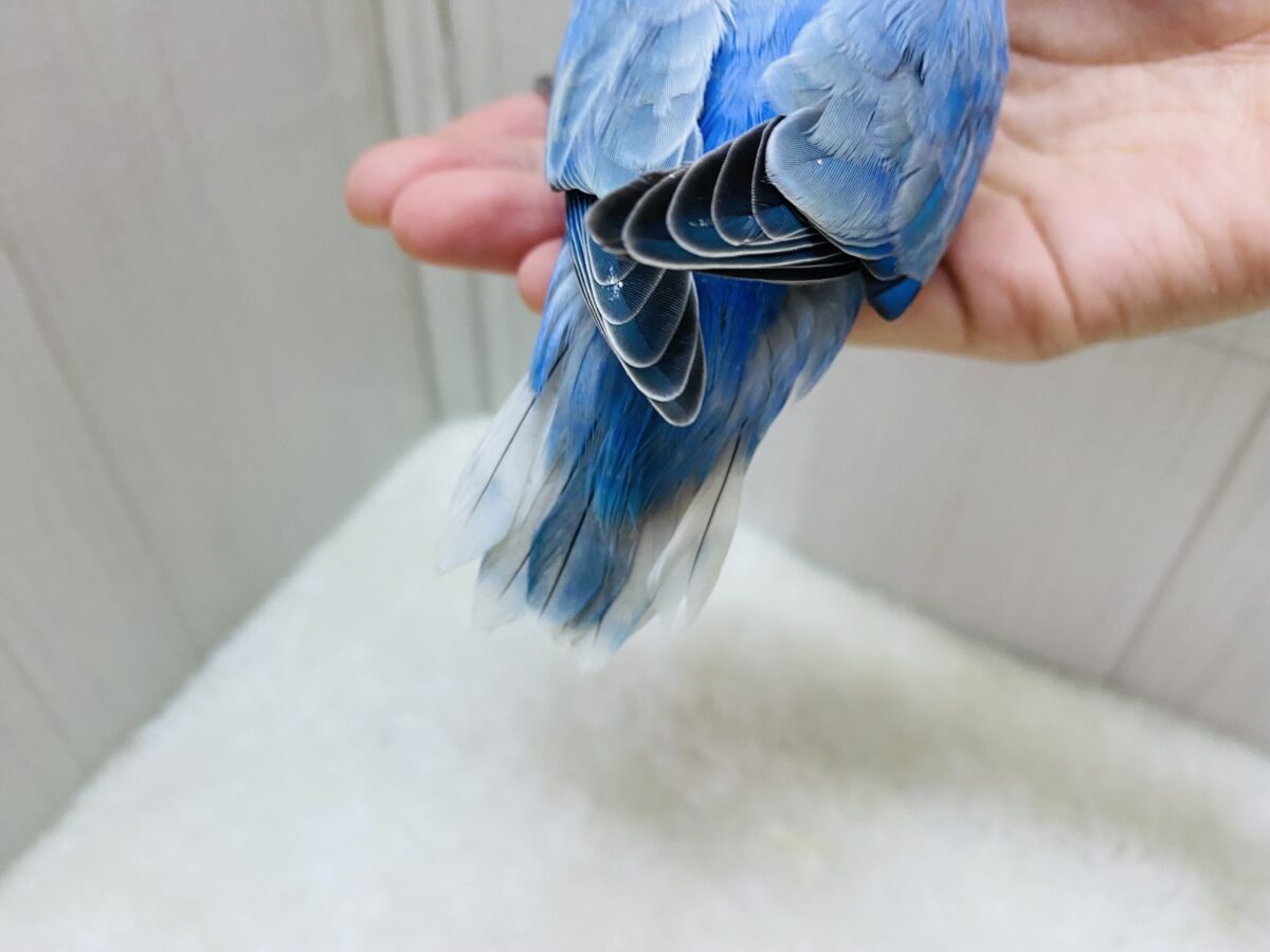 コザクラインコ（小桜インコ）