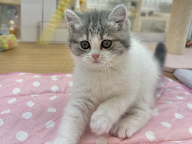 フォールデックス