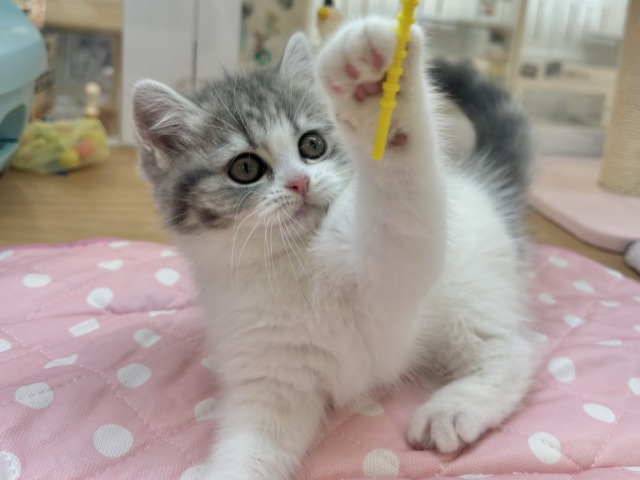 フォールデックス