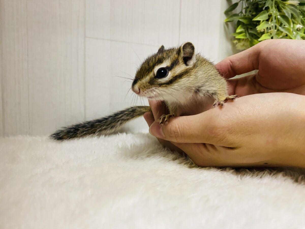 ついに…‼️シマリスの季節がやってきました🐿️🌱