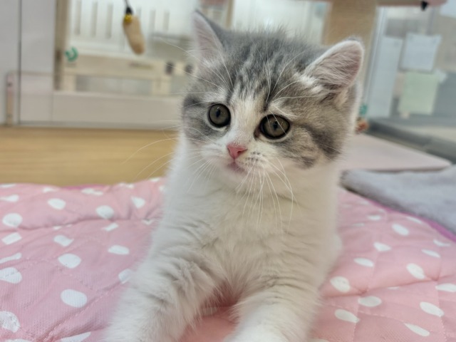 フォールデックス