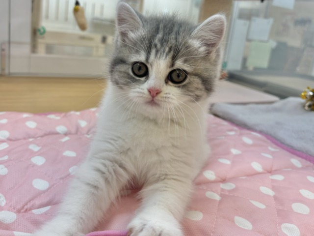 フォールデックス