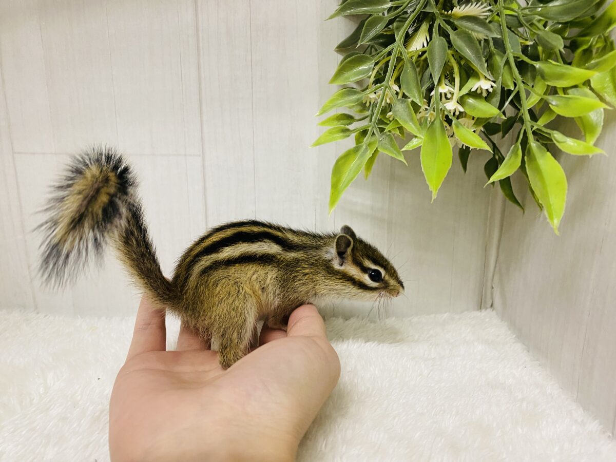シマリス（ノーマル）