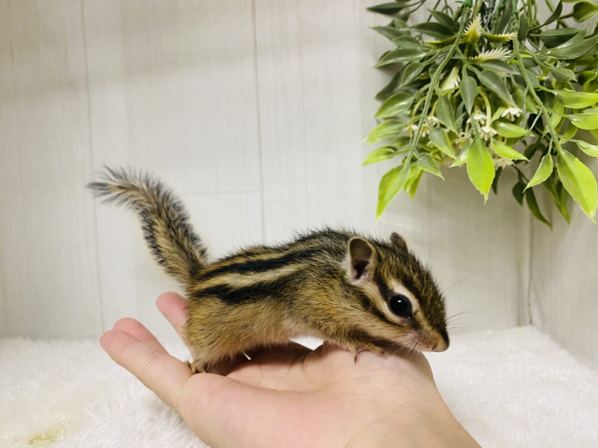 シマリス（ノーマル）