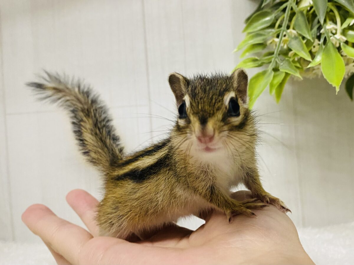 【中古】 虹の森のシマリス ついに…‼️シマリスの季節がやってきました🐿️🌱