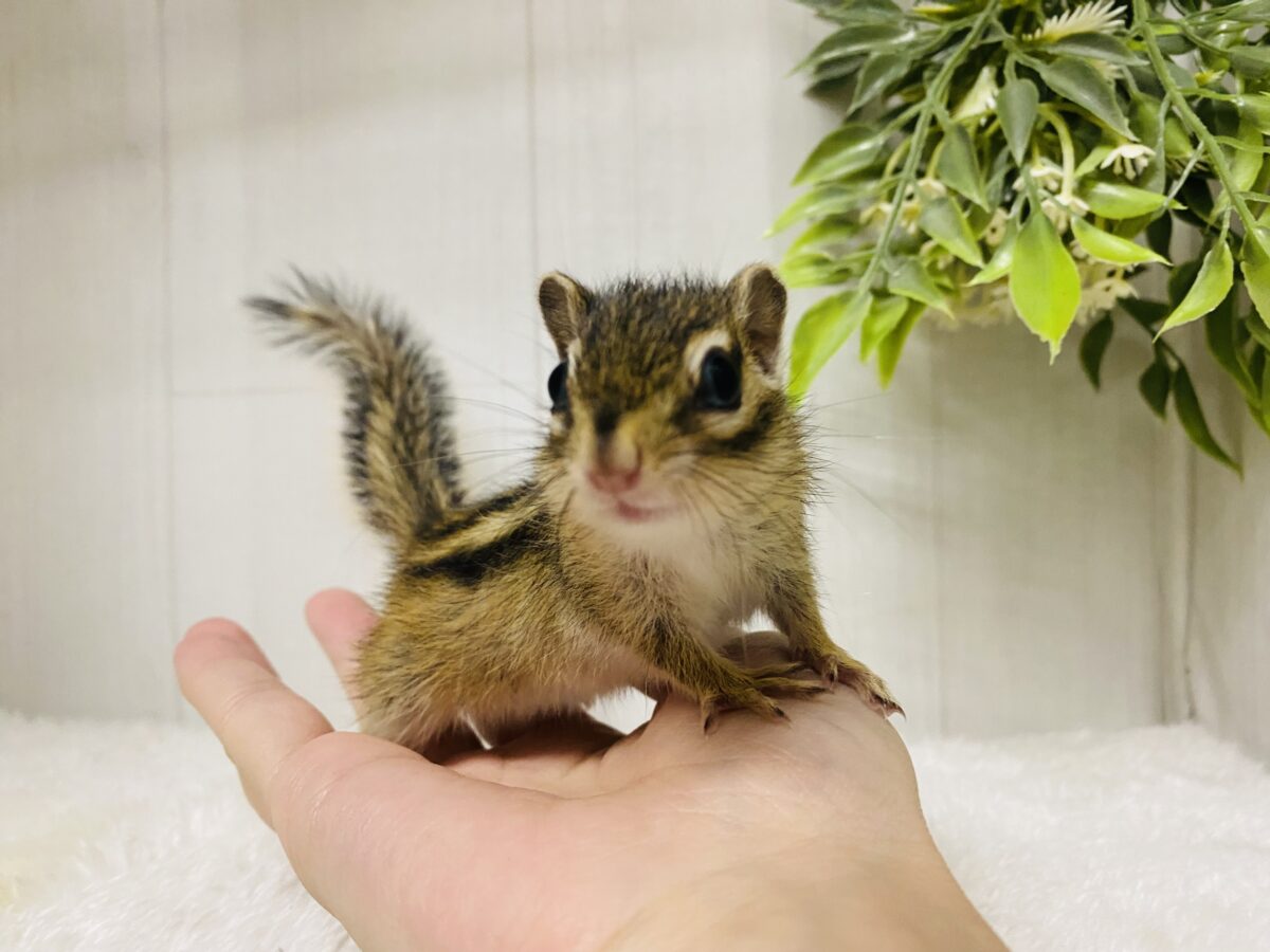 ついに…‼️シマリスの季節がやってきました🐿️🌱