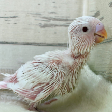 未来は純白天使ちゃん🐣🤍セキセイインコ(アルビノ) ヒナ