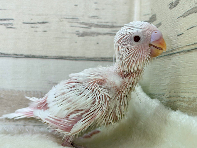 未来は純白天使ちゃん🐣🤍セキセイインコ(アルビノ) ヒナ