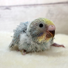 ひと足お先に常夏デビュー🐣🌺⛱セキセイインコ(パステルレインボー) ヒナ