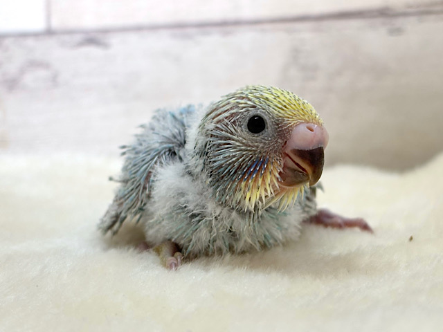 ひと足お先に常夏デビュー🐣🌺⛱セキセイインコ(パステルレインボー) ヒナ
