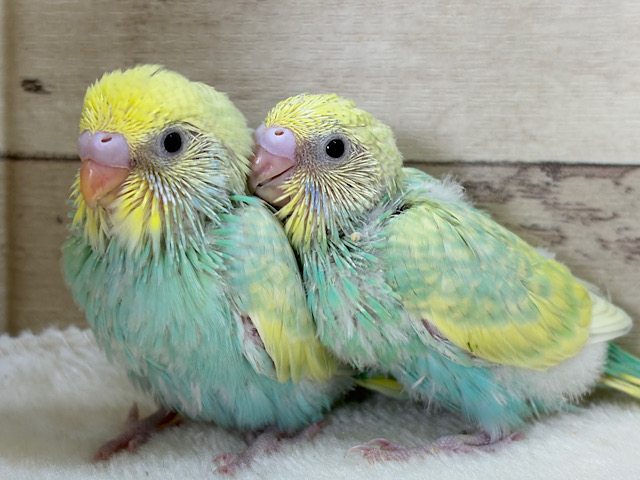 難易度S級👑瓜二つのふたごちゃん🐣🪇セキセイインコ(パステルカラーレインボー) ヒナ