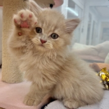 コミカルな動きに魅了〜♥ミヌエットくん！