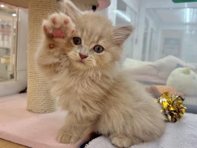 コミカルな動きに魅了〜♥ミヌエットくん！