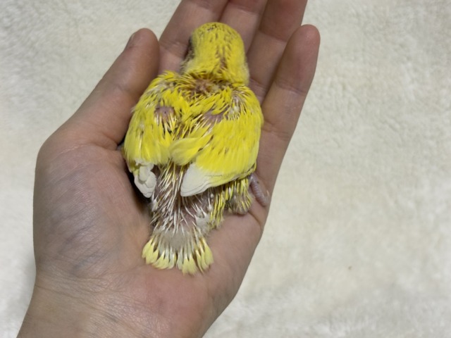コザクラインコ（小桜インコ）
