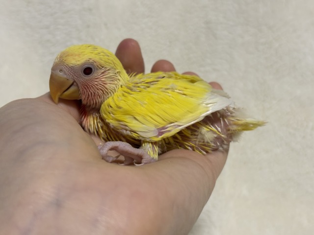 コザクラインコ（小桜インコ）