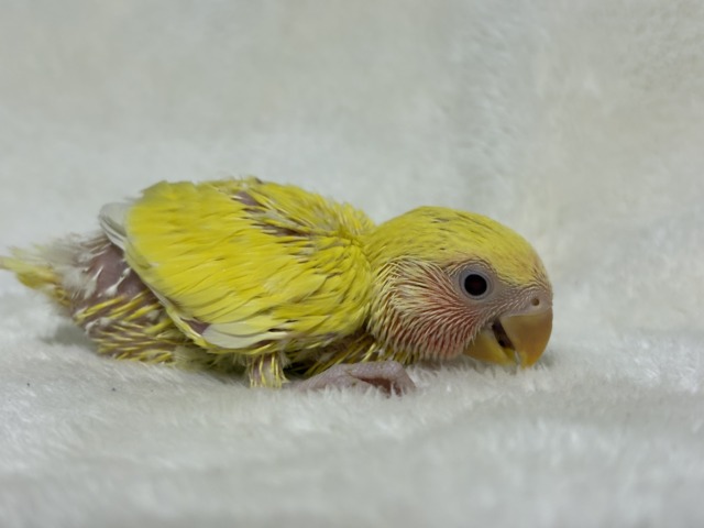 コザクラインコ（小桜インコ）