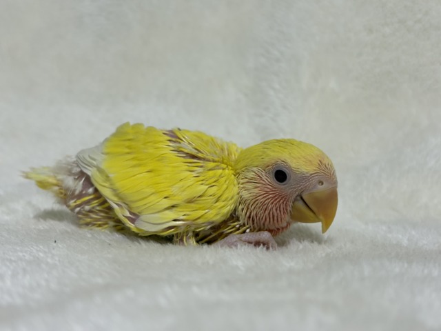 コザクラインコ（小桜インコ）