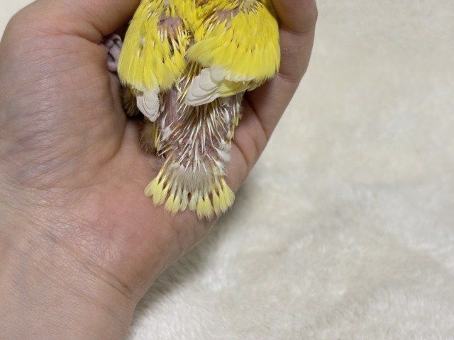 コザクラインコ（小桜インコ）