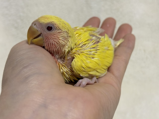 コザクラインコ（小桜インコ）