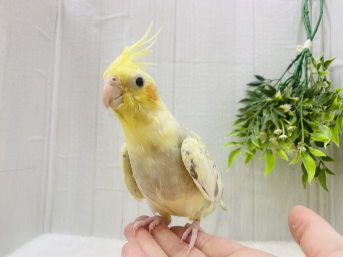オカメインコ